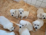 Chiots Golden Retrievers LOF disponibles à l’achat