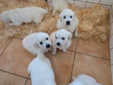 Chiots Golden Retrievers LOF disponibles à l’achat