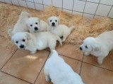 Chiots Golden Retrievers LOF disponibles à l’achat