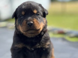 Chiots Rottweilers disponibles à la vente (LOF)