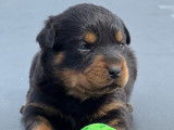 Chiots Rottweilers disponibles à la vente (LOF)