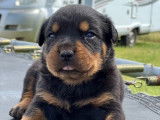 Chiots Rottweilers disponibles à la vente (LOF)