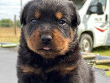 Chiots Rottweilers disponibles à la vente (LOF)
