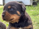 Chiots Rottweilers disponibles à la vente (LOF)