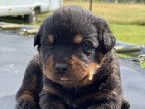 Chiots Rottweilers disponibles à la vente (LOF)