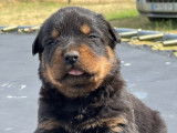 Chiots Rottweilers disponibles à la vente (LOF)