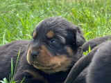 Chiots Rottweilers disponibles à la vente (LOF)