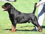 Chiots Rottweilers disponibles à la vente (LOF)
