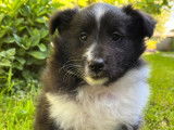 2 chiots mâles Berger des Shetland noir et blanc LOF à vendre
