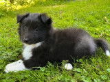 2 chiots mâles Berger des Shetland noir et blanc LOF à vendre