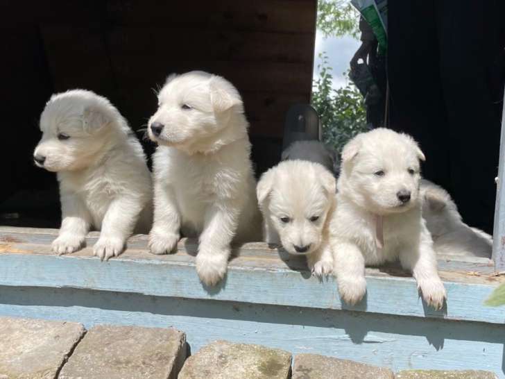 Chiots de race Berger Blanc Suisse à vendre (2 femelles & 3 mâles)