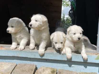 Chiots de race Berger Blanc Suisse à vendre (2 femelles & 3 mâles)