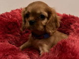 Superbes chiots Cavalier King Charles à vendre