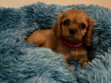 Superbes chiots Cavalier King Charles à vendre