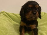 Superbes chiots Cavalier King Charles à vendre