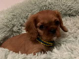 Superbes chiots Cavalier King Charles à vendre