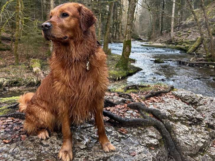 Mâle Golden Retriever LOF fauve orangé disponible pour saillie
