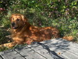 Mâle Golden Retriever LOF fauve orangé disponible pour saillie
