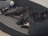 Chien Bouledogue Français à donner