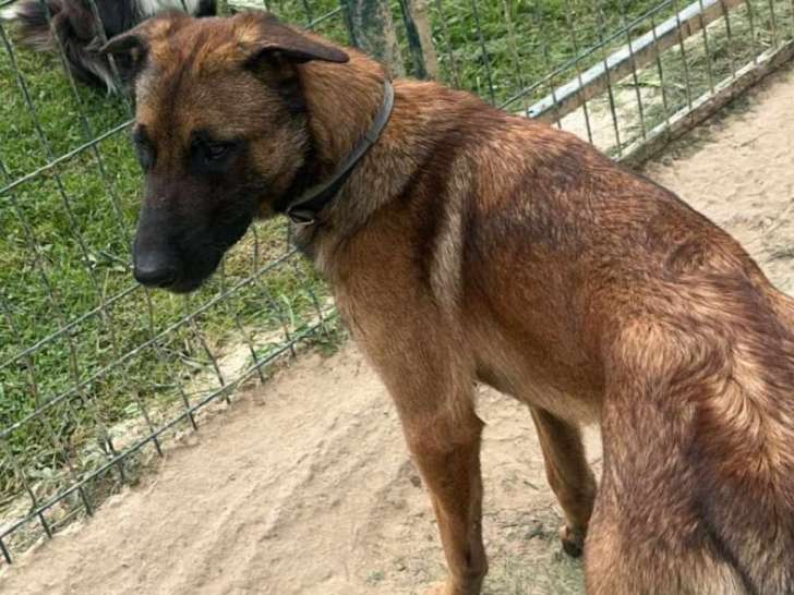 Malinois à donner