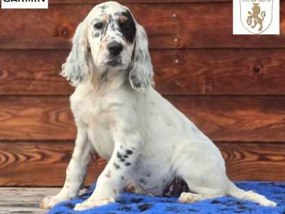 Chiots Setter Anglais LOF à vendre