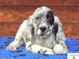 Chiots Setter Anglais LOF à vendre