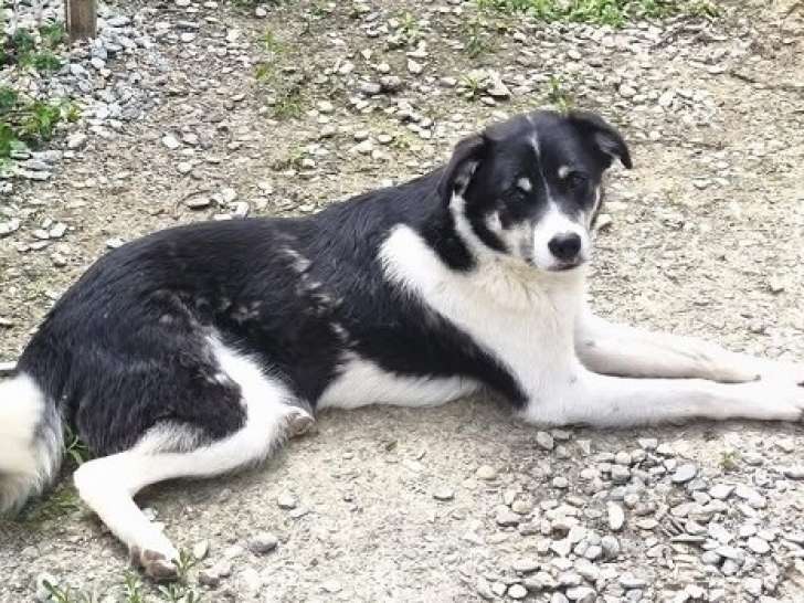 Basil, jeune chien à adopter