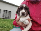 Chiots Springer Anglais LOF à vendre