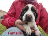 Chiots Springer Anglais LOF à vendre