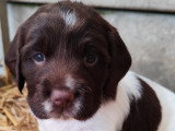 Chiots Springer Anglais LOF à vendre