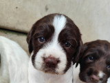Chiots Springer Anglais LOF à vendre