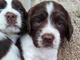 Chiots Springer Anglais LOF à vendre