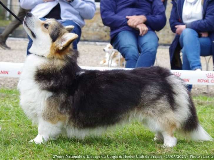 Chiots de race Welsh Corgi Pembroke à vendre