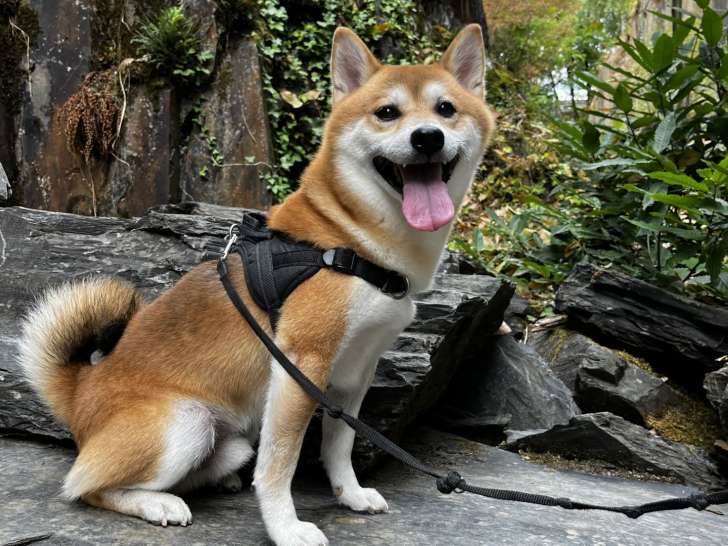 Mâle Shiba Inu roux LOF confirmé disponible pour saillie