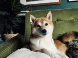 Mâle Shiba Inu roux LOF confirmé disponible pour saillie