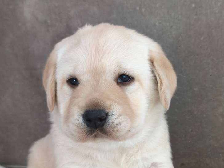 Chiots Labrador Retriever LOF à vendre
