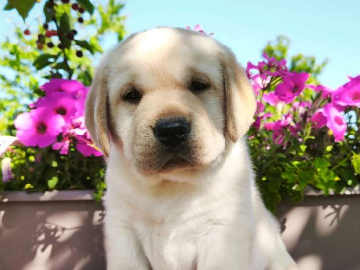 Chiots Labrador Retriever LOF à vendre
