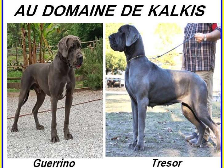 Chiots de race Dogue Allemand à vendre (2 femelles & 1 mâle)