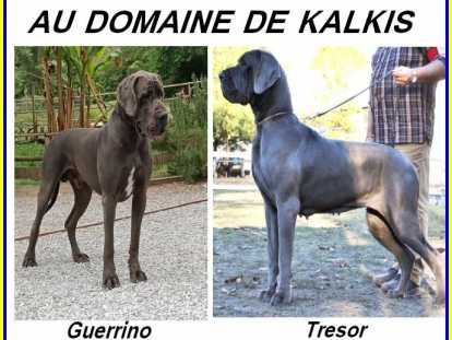 Chiots de race Dogue Allemand à vendre (2 femelles & 1 mâle)