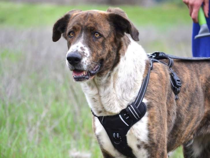 Bimba, magnifique femelle Mâtin Espagnol de 3 ans à adopter
