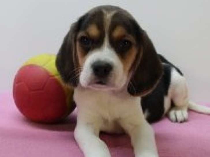 Magnifiques chiots Beagle à vendre