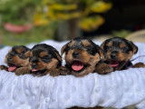 Chiots Yorkshire Terrier de taille standard à vendre