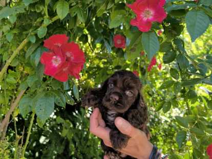 Chiots Cocker Am&eacute;ricain &agrave; vendre