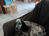 Chienne adulte Setter Anglais à vendre