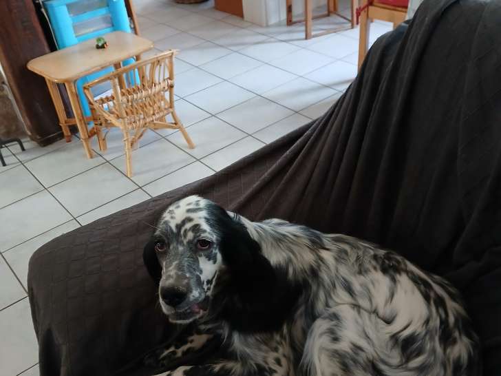 Chienne adulte Setter Anglais à vendre