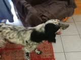 Chienne adulte Setter Anglais à vendre
