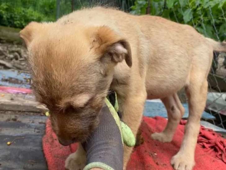 À adopter : chiot femelle de 4 mois