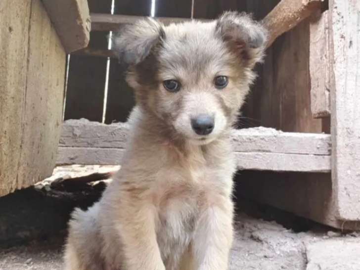 Disponible à l’adoption : chiot femelle beige