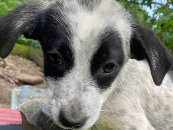 En attente d’adoption : chiot mâle noir et blanc