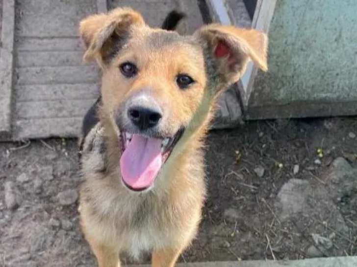 Prêt pour l’adoption : chiot femelle de 5 mois